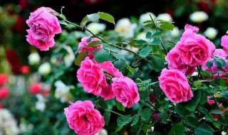 玫瑰花怎么种植方法 盆栽玫瑰花的种植方法