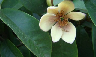 含笑花的养殖方法和注意事项 含笑花的正确养殖方法介绍