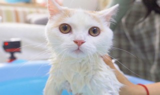 猫多久洗一次澡 猫洗澡频率