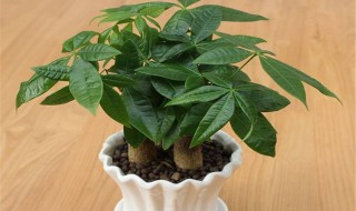 发财树多久浇一次水 不同季节应该如何给发财树浇水