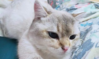 猫咪驱虫多久一次 猫驱虫药多久吃一次