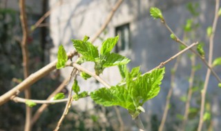 关于春天的四字词语有哪些 关于描写春天的四字词语