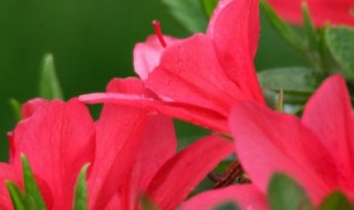 红艳艳的什么 红艳艳的什么造句精选