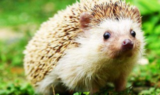 刺猬的刺有哪些作用 刺猬的刺有什么用