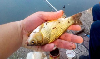 奶粉钓鲫鱼技巧 奶粉钓鲫鱼怎么做