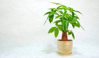 简短的发财树语句 关于简短的发财树语句有哪些