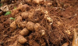 新鲜黄精的食用方法 食用方法是什么