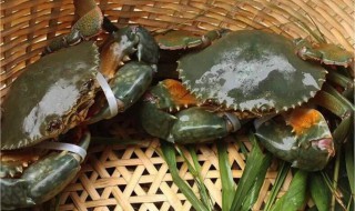 青蟹养殖方法 青蟹怎么养殖