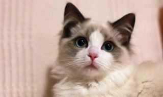 猫咪洗澡多久一次 猫咪洗澡多久一次的解析