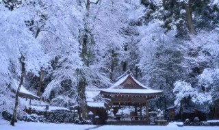 第一场雪三年级作文 第一场雪三年级作文范文