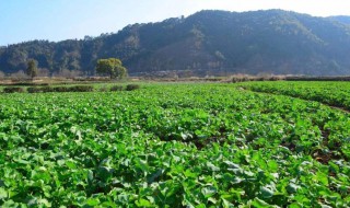 油菜籽种植技巧 油菜怎么种植