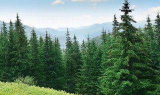 松树的特点有哪些 松树有何优点