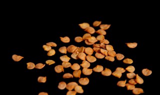 辣椒种子催芽方法 这两种方法都很好用