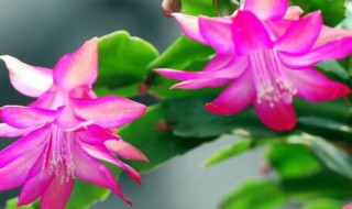 蟹爪兰养殖方法 蟹爪兰如何养殖