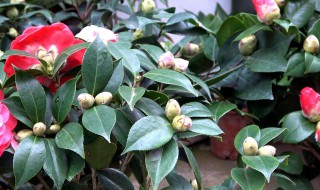 茶叶花的养殖方法和注意事项 茶叶花的正确养法
