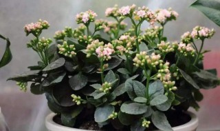 阳台种什么花好 在阳台种植什么花好