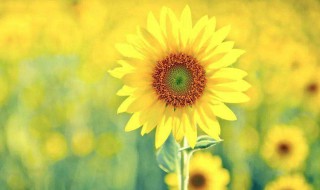 笑对人生的优雅句子 笑对人生的优雅句子集锦