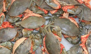 青蟹育肥最佳方法 青蟹的育肥和养殖方法