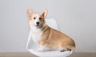 马犬的精准训练方法 有什么正确的训练技巧