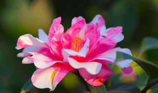 茶花最佳配土方法 茶花最佳配土方法是什么