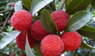 余姚特产有哪些 余姚特产介绍