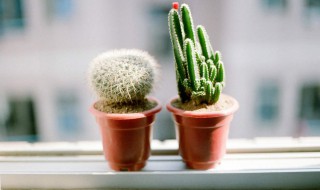 仙人球办公室摆放风水 仙人球办公室摆放风水介绍