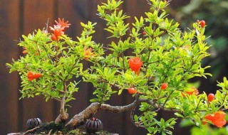 盆栽石榴树过冬方法 大型盆栽石榴树冬季室外如何过冬？
