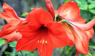 朱顶红摆放禁忌 朱顶红如何摆放