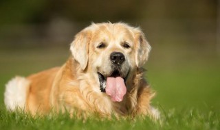 金毛怎么看纯不纯 如何辨别金毛品相