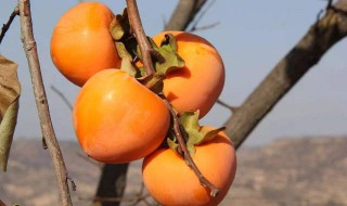 柿子与什么不能一起吃 与柿子相克的食物