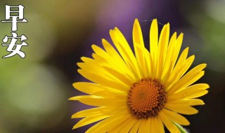关于早安的说说简短 关于早安的简短说说集锦