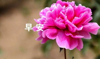 早上好简短 早上好简短分享