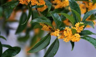 镇宅的植物有哪些 什么植物能镇宅