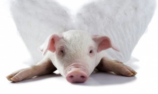 宠物猪正确洗澡方法 宠物猪正确洗澡方法简述