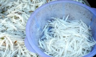 银鱼最佳捕捉方法 银鱼最佳捕捉方法是什么呢