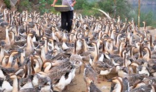 家里养鹅辟邪镇宅 家里养鹅可以辟邪镇宅吗