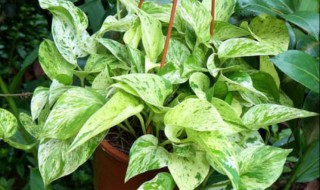 雪花葛养殖方法 雪花葛如何养殖