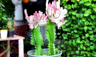 龙骨的修剪方法 龙骨怎么修剪