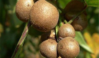 山药豆怎么去皮 山药豆去皮方法