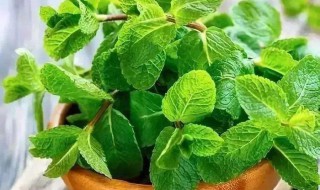 罗勒怎么吃 美味的罗勒怎么吃