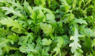 芝麻菜怎么吃 芝麻菜怎么做才好吃