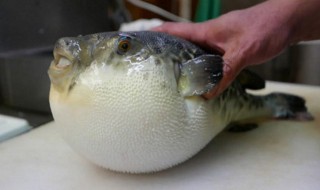 河豚食用方法 河豚如何食用