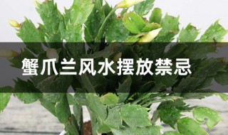 蟹爪兰风水摆放禁忌 放什么位置好呢