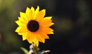 令人深思的哲理句子 令人深思的哲理句子有哪些