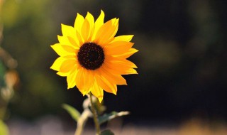 女生微信昵称简短唯美 女生简短唯美的微信昵称