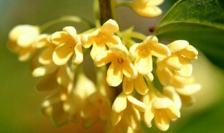 形容桂花香的句子 描写桂花香的句子