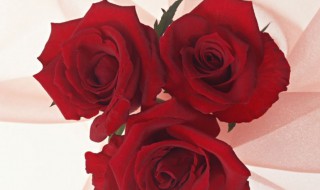 鲜花玫瑰养殖方法 玫瑰如何养殖