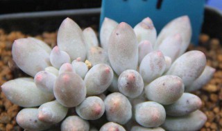 多头多肉的种植技巧 多肉植物分株有技巧