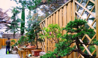 大型盆栽种植技巧 大型盆栽如何换盆