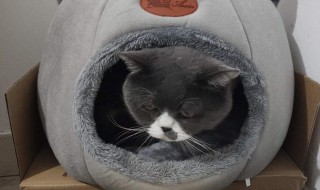 怎么洗猫窝 猫窝的清洗方法介绍